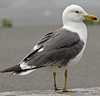 adult LBBG Dutch intergrade in September, ringed in the Netherlands. (85708 bytes)